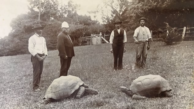 Conoce a Jonathan de 190 años la tortuga más vieja del mundo