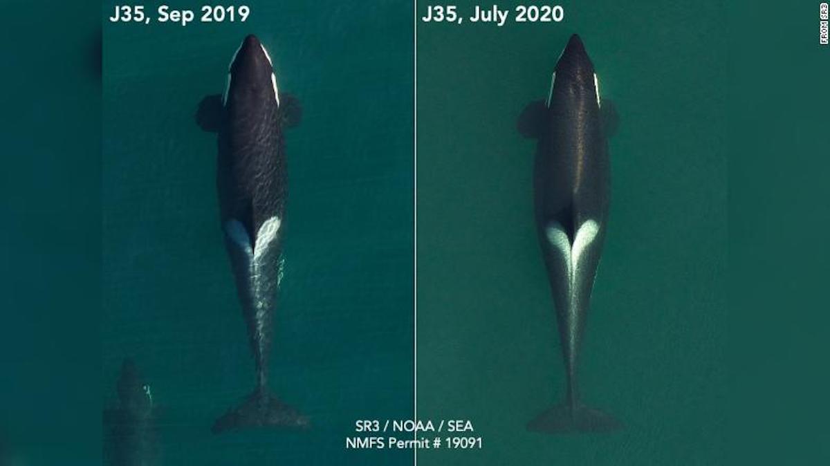 Orca Portant Son Bebe Mort Est A Nouveau Enceinte Cnn Nouvelles Du Monde