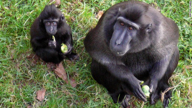 Pogo stick jump entrada Subir y bajar Un zoológico de Inglaterra les prohíbe a los monos comer bananas por  razones de salud | CNN