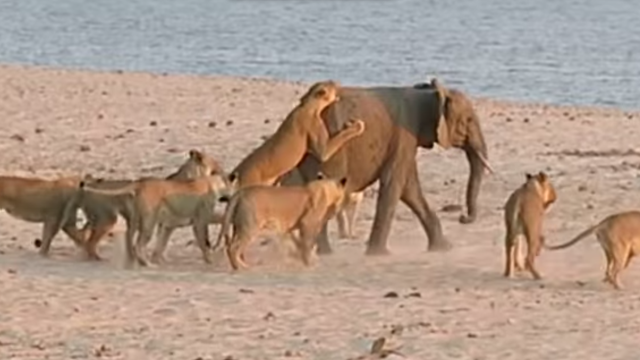 Bebé elefante enfrenta a 14 leones y sale vivo | CNN