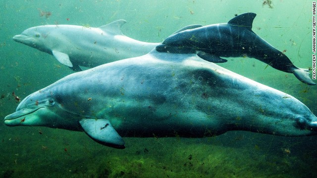 Delfines cambio climático