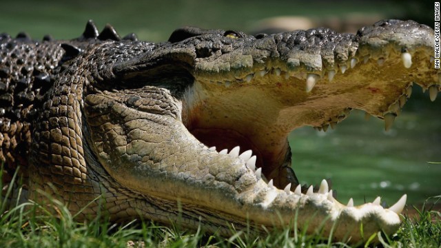 Un hombre muere por presunto ataque de cocodrilo en Cancún | CNN