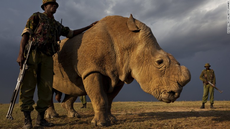 Sudán, el último rinoceronte blanco del norte que falleció en 2018