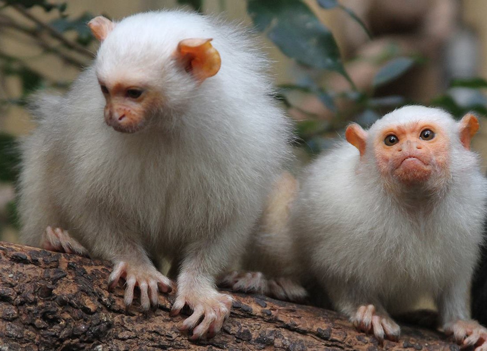 Roban monos en peligro de extinción de un zoológico en Francia