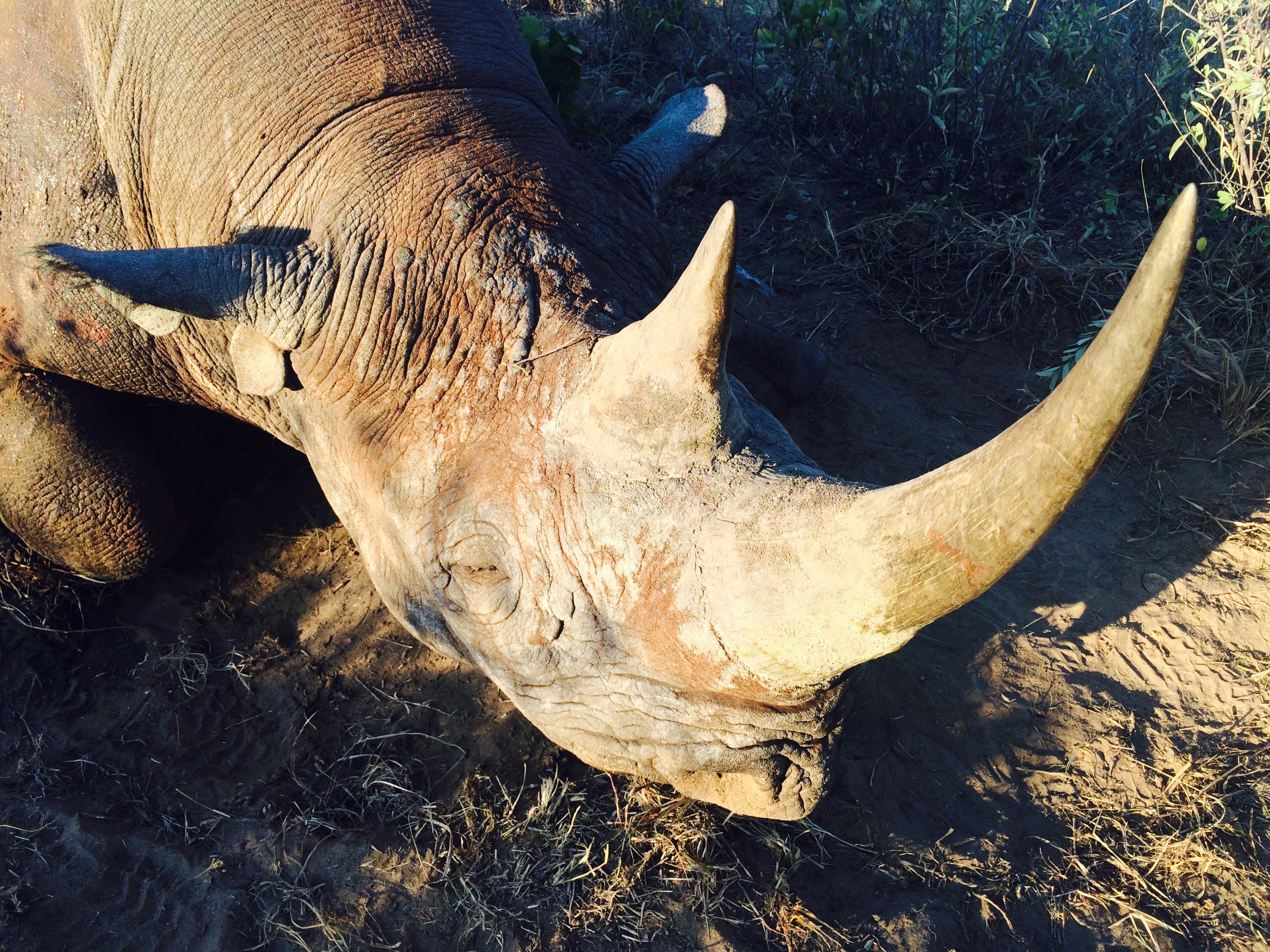 Un cazador texano afirma que está colaborando a la conservación de la especie al cazar a un rinoceronte negro. (Crédito: Jason Morris/CNN)