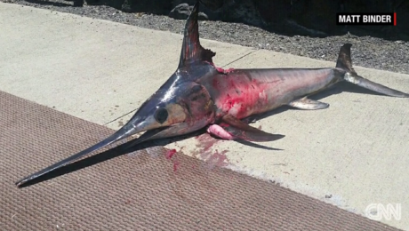 Pez espada mata a un pescador en Hawai | CNN