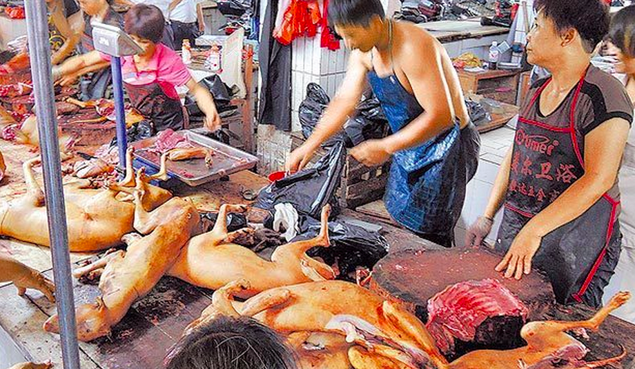 Quagga carta Supervisar Amigo o alimento? El festival de carne de perro divide a China | CNN