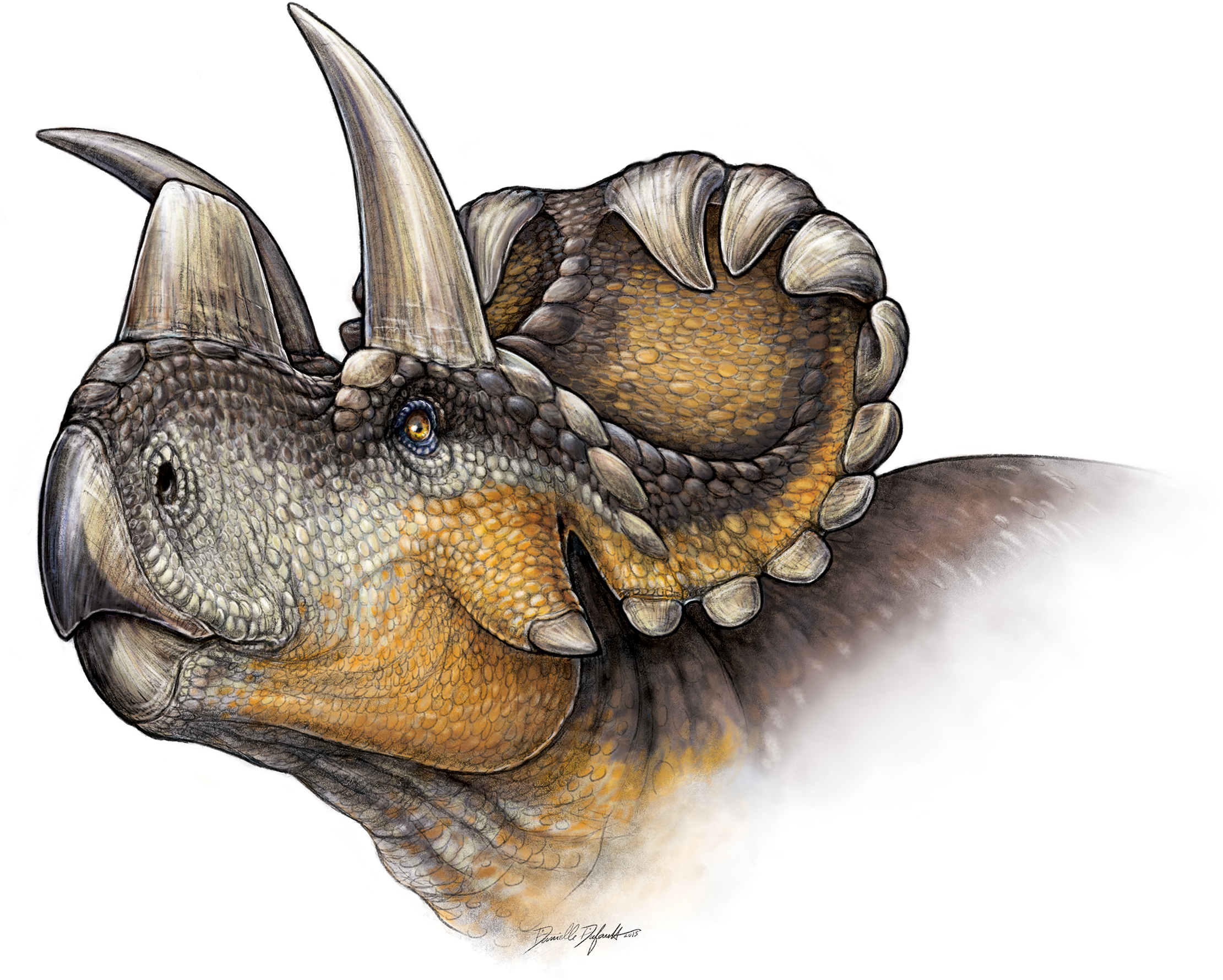 El cuerno del Wendiceratops es el eslabón perdido en la evolución? | CNN