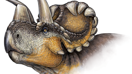 El cuerno del Wendiceratops es el eslabón perdido en la evolución? | CNN