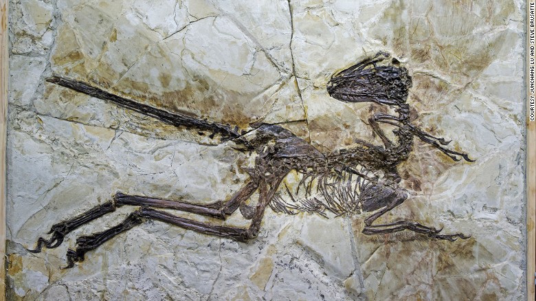 El fósil no solo muestra el esqueleto completo del animal, sino también su craneo. Claramente visibles alrededor de las cortas extremidades de la criatura se pueden observar plumas.