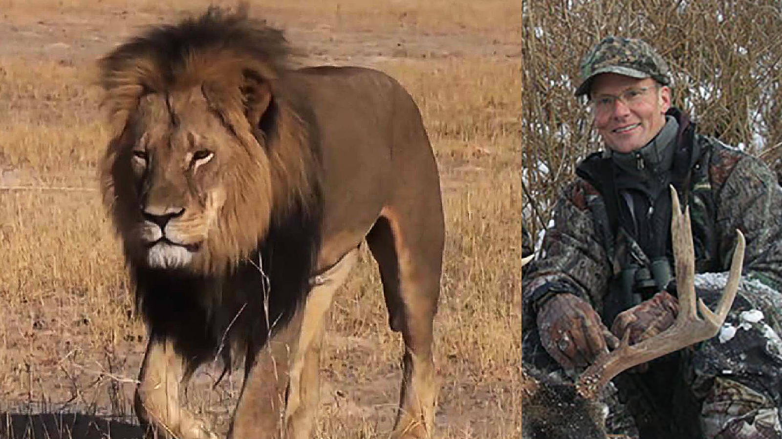 Por qué matar a leones como Cecil podría ser bueno para la conservación |  CNN
