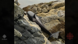 orca varada canadá