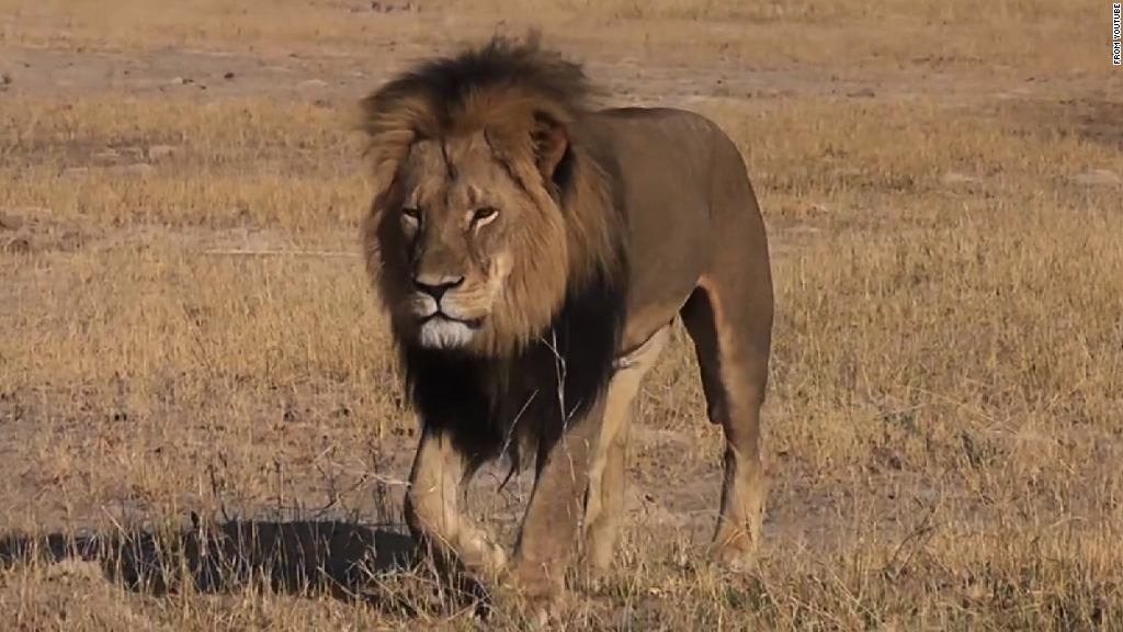 Guía del cazador de Cecil enfrenta cargos de caza furtiva | CNN