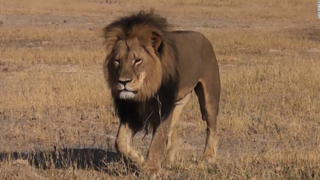 Viajes de lujo: se puede cazar leones en África por  dólares | CNN