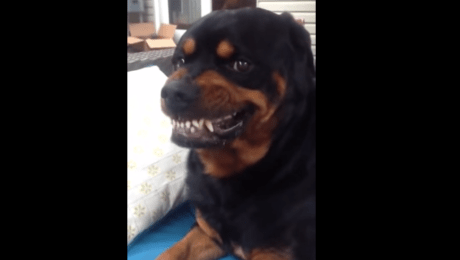 son rottweilers tranquilos