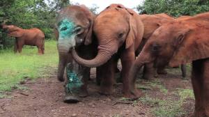 Los elefantes que pierden a su madre son rehabilitados y se les enseña a vivir en su hábitat natural .