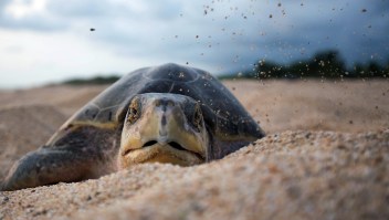 An olive ridley sea turtle arrives to spawn in the Ixtapilla beach, Aquila community, Michoacan state, Mexico on August 8, 2015. On average approximately 50 thousand turtles arriveto spawn in a 3 to 5 days period. AFP PHOTO / ENRIQUE CASTRO (Photo credit should read ENRIQUE CASTRO/AFP/Getty Images)
