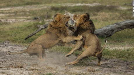 Leones matan a un búfalo frente a un grupo de turistas | CNN