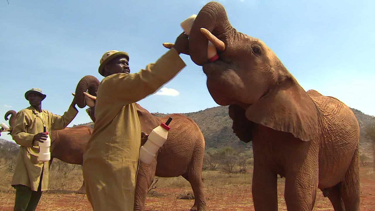 Una organización enseña a elefantes huérfanos a 'ser salvajes' | CNN