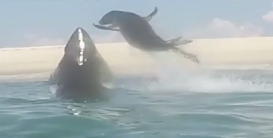 tiburón saltando fuera del agua