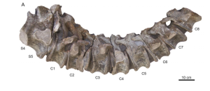 En la imágen se muestran dos vértebras sacras (S4-S5) y las ocho primeras vértebras caudales del dinosaurio recuperadas por los paleontólogos. (Crédito: Cortesía/ CIP)