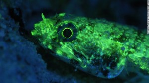 El pez lagarto también cuenta con esta característica de luminosidad biofluorescente.