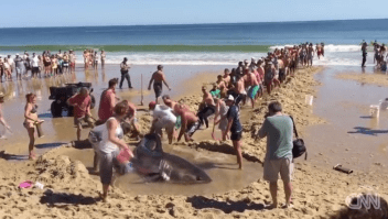 Bañistas rescatan a un tiburón blanco varado en la playa