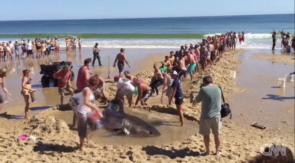Bañistas rescatan a un tiburón blanco varado en la playa