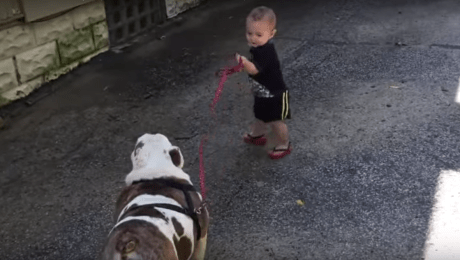 como se pasea un perro con un bebe