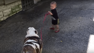 Bebé vs. Bulldog intenta pasear perro video