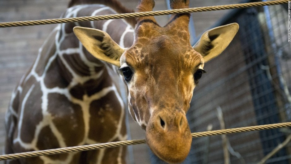 (FILES) - Picture taken on Febuary 7, 2014 shows a perfectly healthy young giraffe named Marius who was shot dead and autopsied in the presence of visitors to the gardens at Copenhagen zoo on Febuary 9, 2014 despite an online petition to save it signed by thousands of animal lovers. Marius, an 18-month-old giraffe, was put down with a bolt gun early on Sunday, zoo spokesman Tobias Stenbaek Bro confirmed. AFP PHOTO / SCANPIX DENMARK / KASPER PALSNOV +++ DENMARK OUT +++KELD NAVNTOFT/AFP/Getty Images