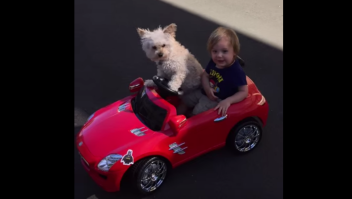 Daisy, la perra conductora VIDEO