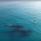 Ballenas persona paddle video viral drone