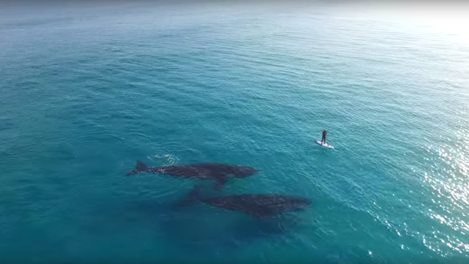 Ballenas persona paddle video viral drone