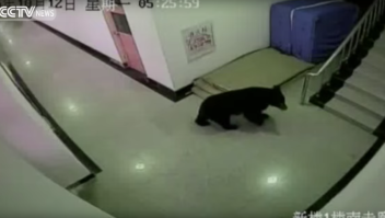 Oso negro escuela china aterroriza estudiantes matan