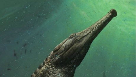 Encuentran fósiles de monstruosa especie de cocodrilo marino prehistórico |  CNN