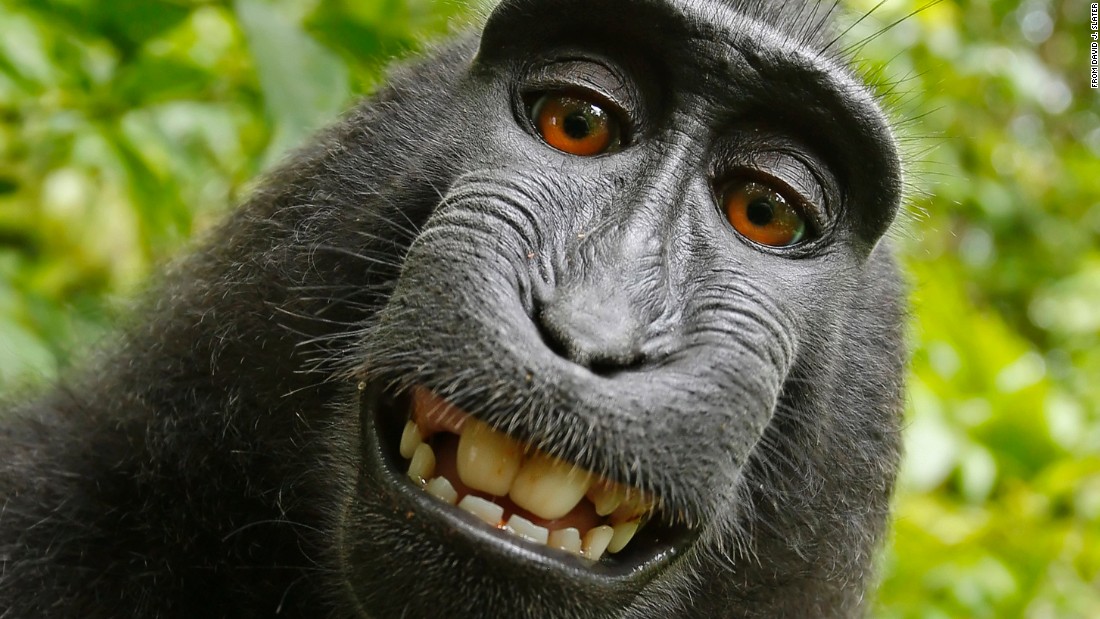 Este mono no tiene derechos de autor 'selfie' CNN