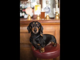 Perros + Cervezas = Humanos felices: Boozehounds es un parque