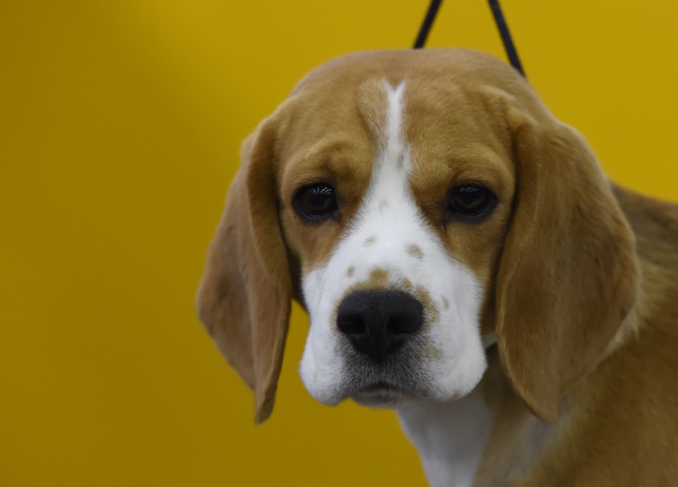 que perro ha ganado mas mejor en exposiciones