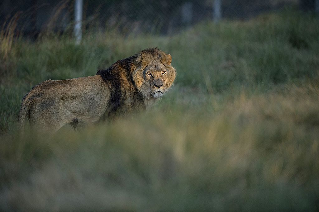 Descubren una misteriosa y desconocida población de leones en Etiopía | CNN