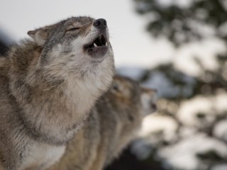 En fotos: conoce el parque donde los visitantes duermen con lobos | Gallery  | CNN