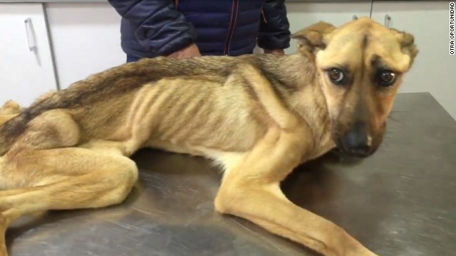 Barilla, el perro que se salvó del hambre | Video | CNN