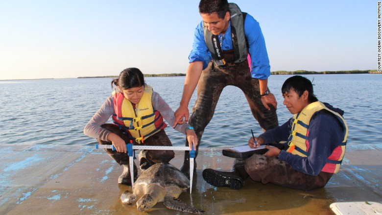 Los estudiantes del Ocean Discovery Institute miden una tortuga marina. 