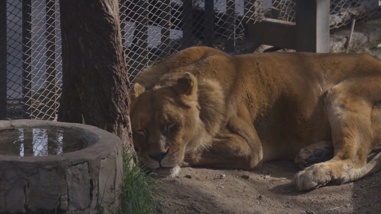 Zoológico de Chile que mató dos de sus leones ofrece su versión | Video |  CNN