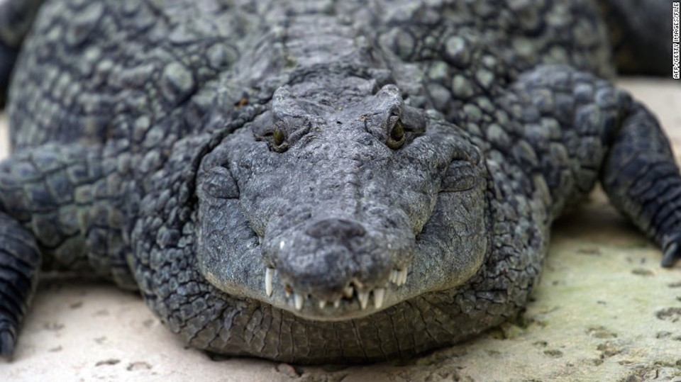 Científicos identifican cocodrilos del Nilo... ¡hallados en Florida! | CNN