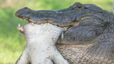 Qué hacer si te encuentras de frente con un caimán? | CNN
