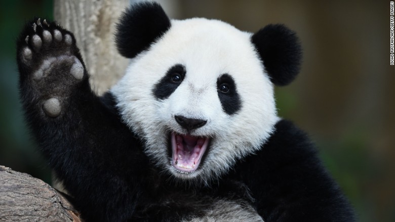 A panda waving