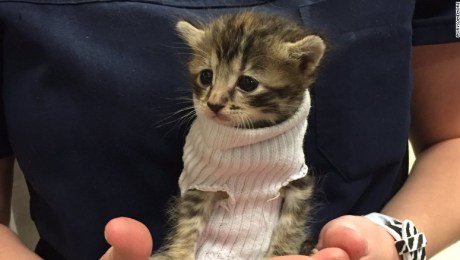 gatita rescatada vistiendo un suéter hecho de un calcetín derretirá tu corazón | CNN