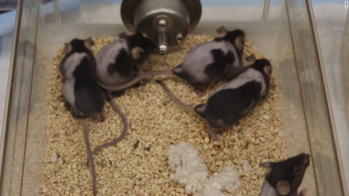 A los ratones calvos les volvió a nacer pelo en el lado derecho pero no en el izquierdo luego de ser tratados con una crema experimental para la pérdida del pelo.