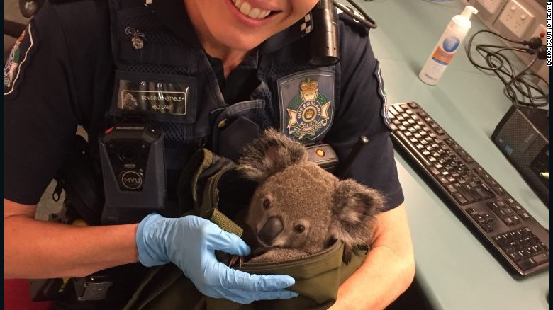 161107163103-australia-police-koala-in-bag-4-exlarge-169